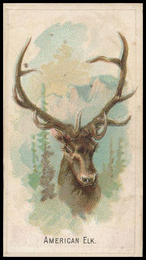 E29 4 American Elk.jpg